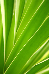 Image showing Tropical leaves