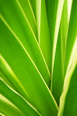 Image showing Tropical leaves