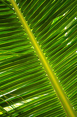 Image showing Tropical leaf