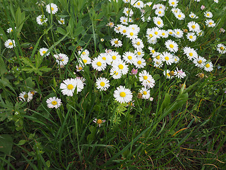 Image showing White Daisy flower