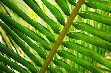 Image showing Tropical leaf