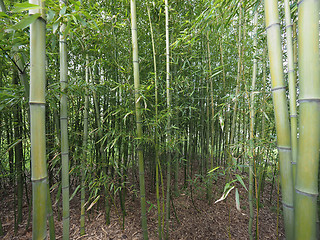 Image showing Bamboo tree perspective