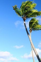 Image showing Palms on blue sky