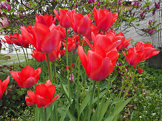 Image showing Red Tulips flower