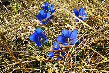 Image showing gentian hidden in the meadow