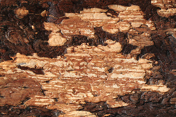 Image showing brown tree bark