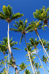 Image showing Palms on blue sky