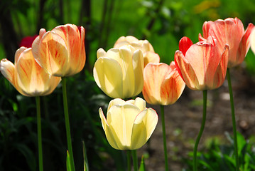 Image showing Tulips