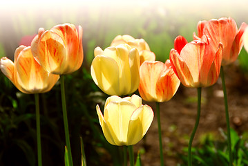 Image showing Tulips