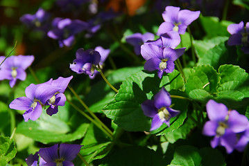 Image showing Violets