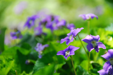 Image showing Violets