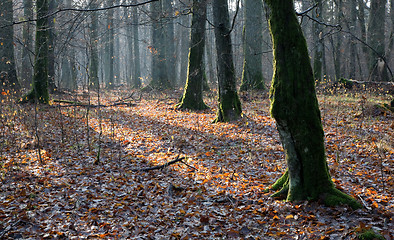 Image showing Deciduous stand of Bialowieza Forest in autumn