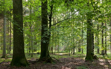 Image showing Summer sunset with light entering rich deciduous stand