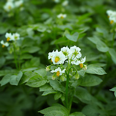 Image showing Close up of potato plant flowers