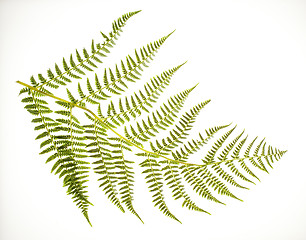 Image showing Fern Frond on White