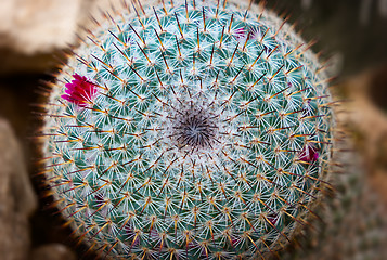 Image showing Details of Mammillaria Parkinsonii cactus with thorns