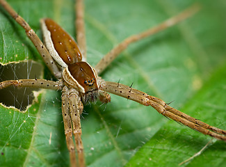 Image showing A hairy spider alone on a leaf