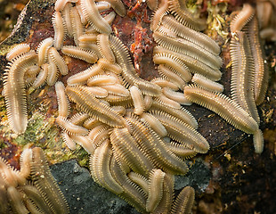 Image showing Young Milipedes Clinging to a Rock in a Tropical Rainforest