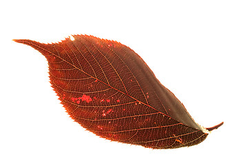 Image showing Flowering Plum Leaf