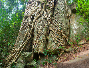 Image showing Trailing Roots of Tropical Trees Split through Enormous Rocks