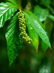 Image showing Unidentified Tropical Plant with Berries