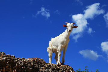 Image showing White goat over blue sky