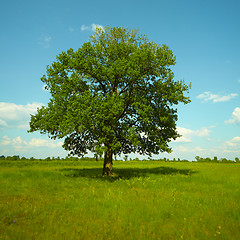 Image showing A strong Oak tree standing in a meadow