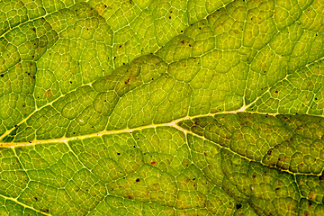 Image showing Digitalis or Fox Glove Leaf, Background