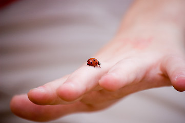 Image showing Lady's Bug