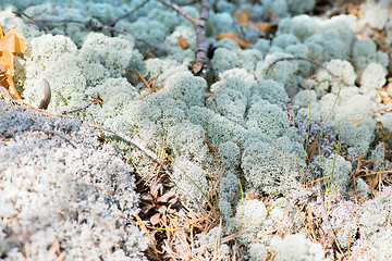 Image showing Macro shot of white reindeer moss