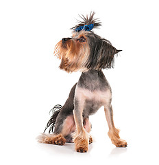 Image showing Yorkshire terrier isolated