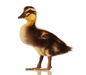 Image showing Domestic duckling isolated