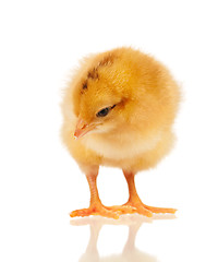 Image showing Little chicken isolated