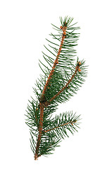 Image showing Fir branch isolated