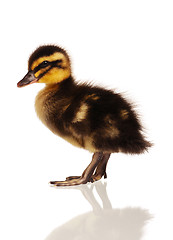 Image showing Domestic duckling isolated