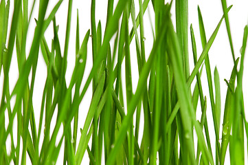 Image showing Fresh green wheat grass