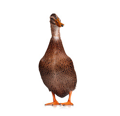 Image showing Domestic duck isolated