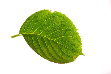 Image showing Hydrangea Leaf on White