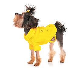 Image showing Yorkshire terrier isolated