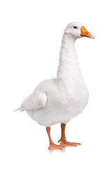 Image showing Domestic goose isolated