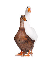 Image showing Duck and goose isolated