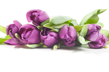 Image showing Tulips isolated on white background