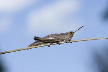 Image showing Grasshopper on stick