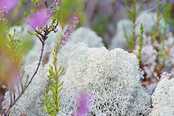 Image showing Macro shot of white reindeer moss