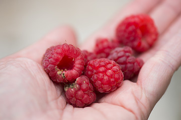 Image showing Handful of raspberry on a hand