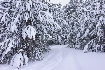 Image showing Winter landscape