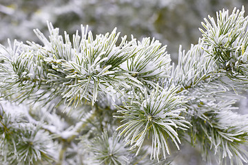 Image showing Winter christmas background