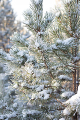 Image showing Winter christmas background