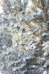 Image showing Winter christmas background