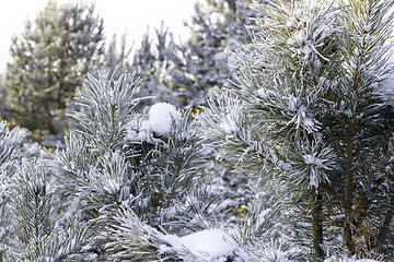 Image showing Winter christmas background